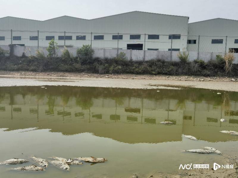 3小时免费加速器苹果版:惠州一鱼塘惊现成片死鱼，疑工厂污水流入所致，官方抽样检测
