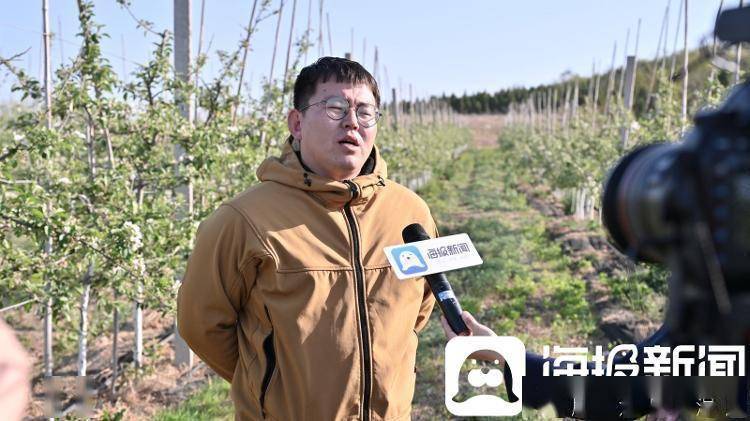 团战经理苹果版:农担实践 样板力量｜山东农担如何让蓬莱这片果林重新焕发生机？
