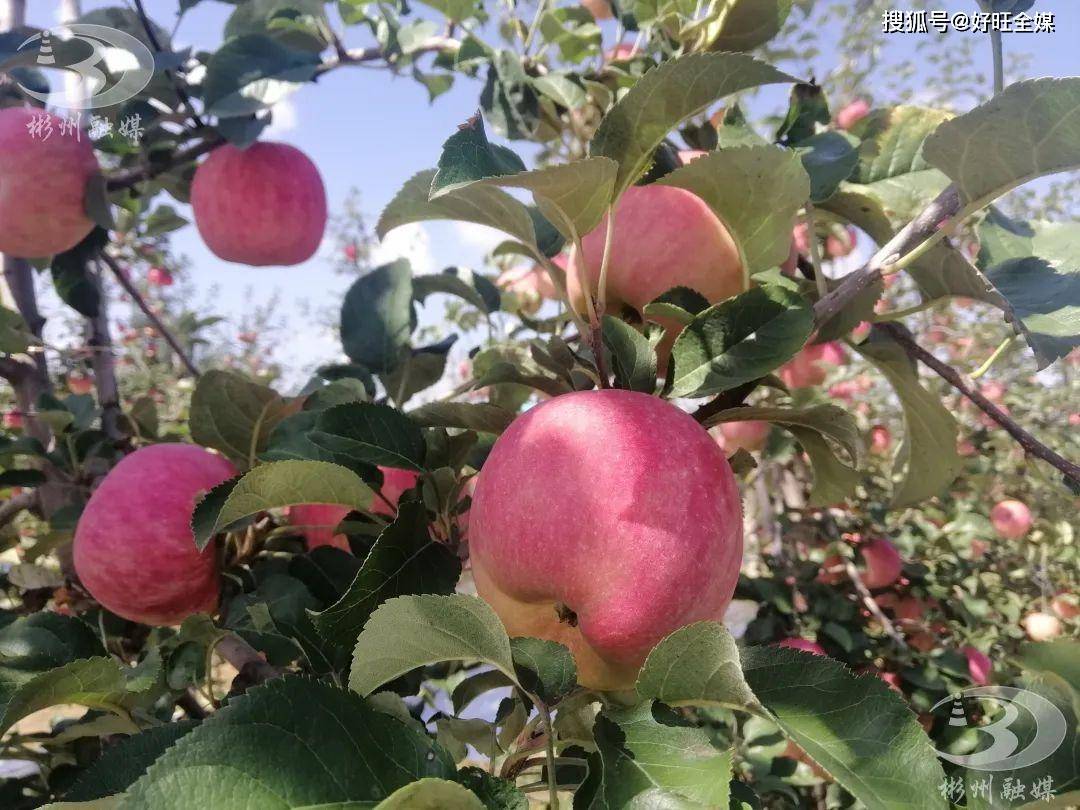 苹果喜获丰收新闻秋天苹果丰收的景象